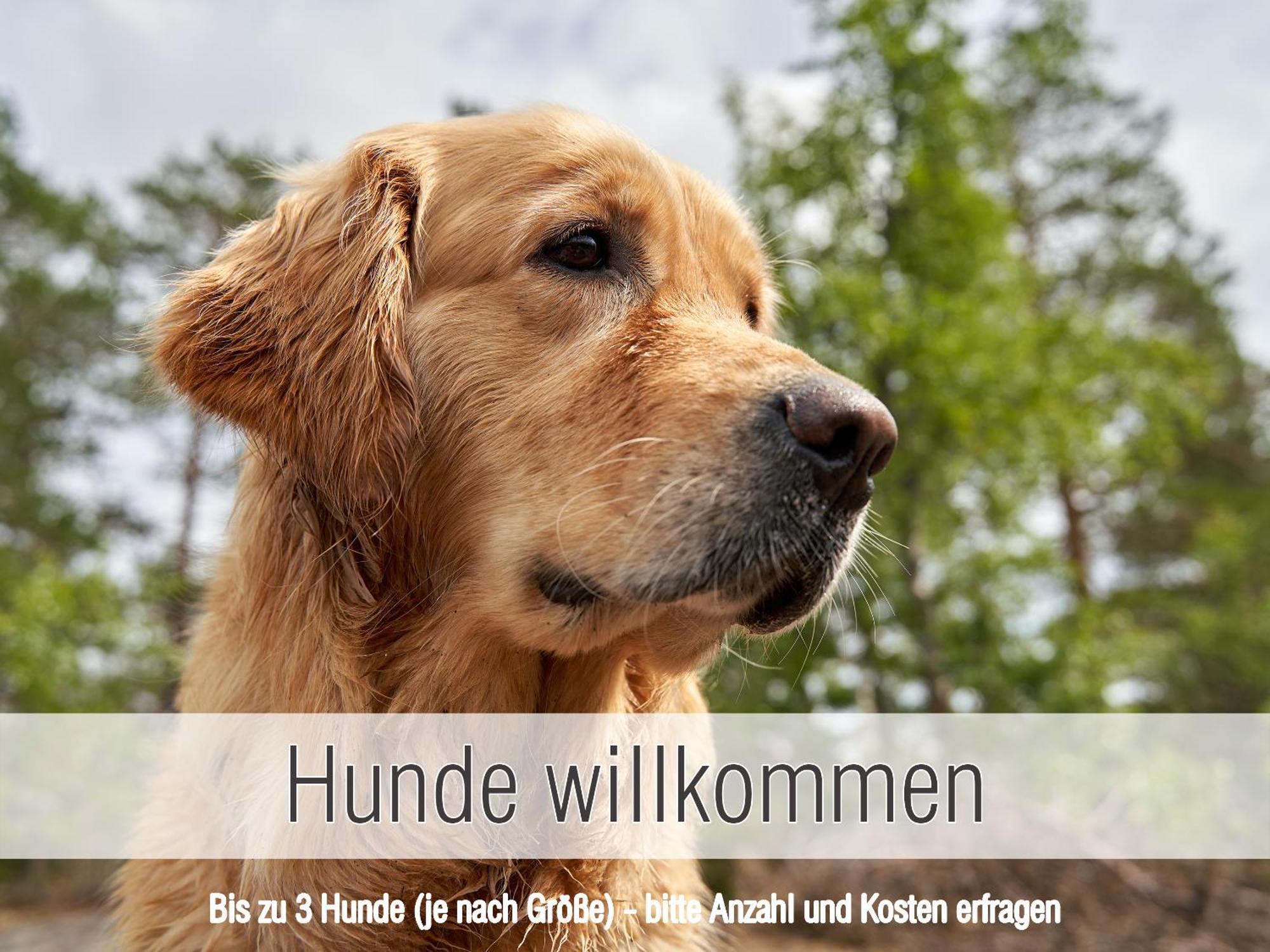 Huette41: Ganze Huette Nah Am See Mit Privatem Whirlpool, Sauna. Umzaeunt. Waldkirchen Luaran gambar
